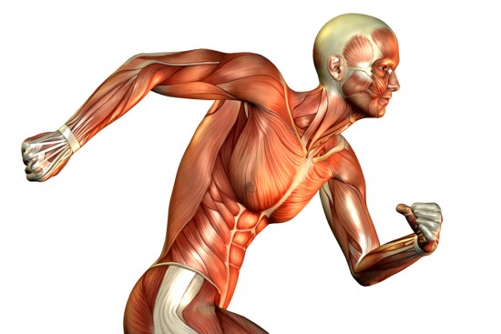 You are currently viewing Հետաքրքիր փաստեր մկանների մասին