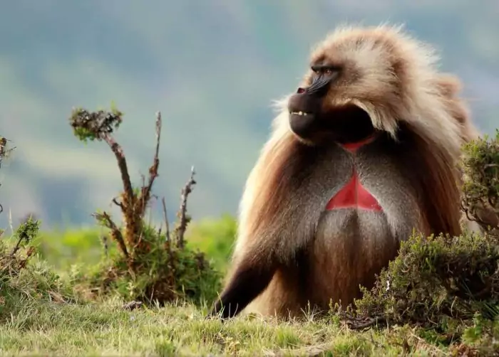 You are currently viewing Սարերում ապրող կապիկներ՝ գելադաներ