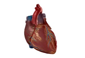 Read more about the article Սրտի կառուցվածքը և ֆունկցիաները